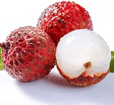 5 pieces of lychee seeds lychee seeds dodue flesh and juicy perennial fruit trees for easy garden to plant fresh fruit seeds naturally grown.. Explore fashion, tech, home goods, and more on DIAYTAR Nigeria — always affordable, always fast.