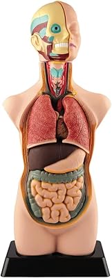 50 cm anatomy kit, half-tasty human torso model, with 12 removable pieces for the teaching of biology.. Nigeria's e-commerce leader delivers unmatched variety and value to your doorstep in just 5-8 days.