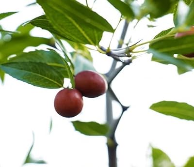 1 kg of jujube seeds - Zizizyphus Juba - Plantation seeds of Red Fruits Chinese Chinese.. Shop confidently with DIAYTAR NIGERIA, offering affordable prices and reliable delivery within a week.
