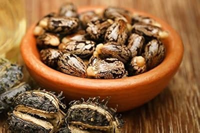 Green World Ricin Seeds or Meeting Communis (10 seeds).. DIAYTAR NIGERIA redefines convenience with our vast product selection and swift nationwide delivery.