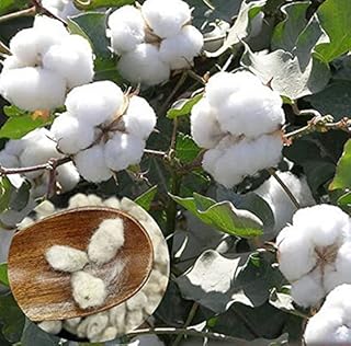 80 pieces of cotton seeds.. Discover a world of affordable shopping with DIAYTAR NIGERIA's vast marketplace delivered to you in days.