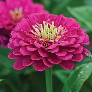 25 Zinnia flowers seeds.. Shop quality and variety at unbeatable prices on DIAYTAR Nigeria — delivery in under 8 days.