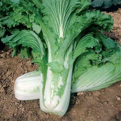 100 Michihili seeds, beautiful big Chinese cabbage, salads, sautés, healthy vegetables.. Discover the perfect shopping experience with DIAYTAR NIGERIA's vast selection and prompt delivery service.