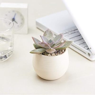 Flowers of Flowers Plantes Multi-Viands Creative Plastic Flowers Flowers Elegant Office Flowers Pats Sowing Sowing Sowers, Gardening Tools of randomly color.. DIAYTAR NIGERIA delivers on convenience and affordability with our reliable nationwide shipping.