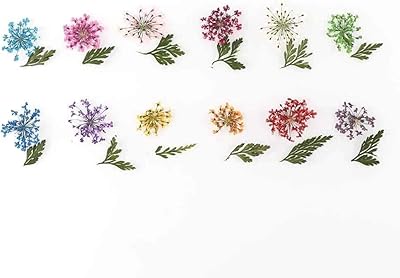 A box of dry plant sheets of real ammi flowers dried maoding for pendants.. DIAYTAR NIGERIA: Your affordable gateway to thousands of products delivered within a week.