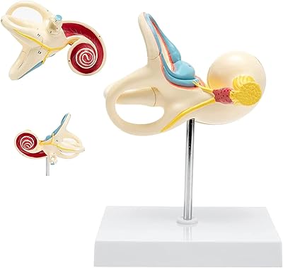 Internal ear model anatomical model internal Medical ear structure internal structure model Internal ear structure labyrinth bone labyrinth labyrinth cochlear coverage incised for human ear school in two parts.. Transform how you shop with DIAYTAR NIGERIA's vast selection and budget-friendly delivery options.