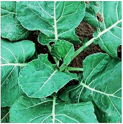 Cabbage seeds - delicious leaves that look like blue and green cabbage.. DIAYTAR NIGERIA: Where affordability meets variety, with thousands of products delivered in less than 8 days.