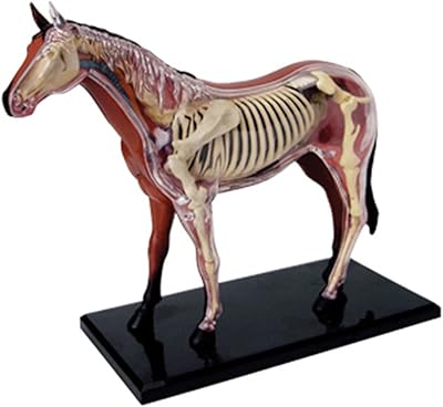 4D horse anatomy model with animal skeleton and anatomical design, educational scientific puzzle toys, 26 detachable pieces.. DIAYTAR NIGERIA: Where every shopping need is met with affordable prices and reliable 5-8 day delivery.