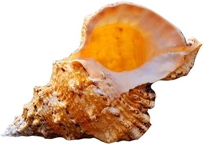 Large conque shell decoration of marine furniture decoration conch ornament gift of wedding festival n4f4 wonderful natural festival.. Navigate through thousands of products at pocket-friendly prices with DIAYTAR NIGERIA's easy-to-use platform.