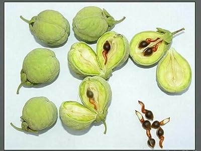Yubintang/Aquilaria sinensis agar wood seeds, incense tree seeds for planting (1000 pieces).. Shop with confidence at DIAYTAR NIGERIA, offering thousands of products with budget-friendly shipping.