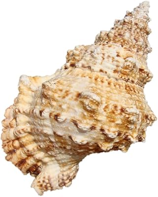 The White Shop Large natural shells, giant shells are ideal for weddings, themed evenings on the beach, home decorations, manual work, aquariums and shell collectors, with shells, whistle, conch.. DIAYTAR NIGERIA brings affordable shopping to every Nigerian home with delivery in just 5-8 days.