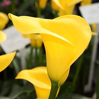 3 panel bulb pieces perennial yellows heritage beautiful flowers for garden.. DIAYTAR NIGERIA connects you with endless possibilities through our affordable e-commerce platform.