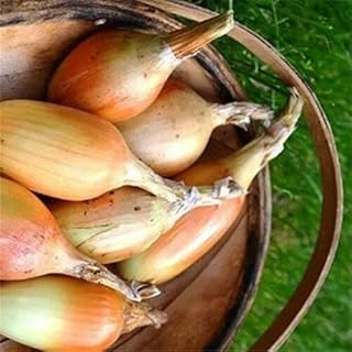150 seeds of delicious white leek Elista onion, harvested in August, kept during winter.. DIAYTAR NIGERIA: Putting quality products within reach of every Nigerian through our affordable marketplace.