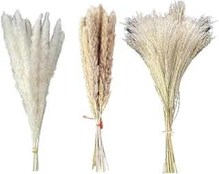 Dried pampe grass, branches of natural reed flowers, decor of dried plants, small bouquet of dried flowers for wedding, 70 pieces.. Enjoy the simplicity of shopping with DIAYTAR NIGERIA, offering vast choices delivered in just 5-8 days.