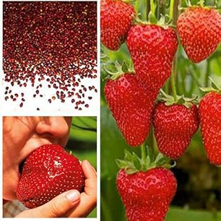 50x giant strawberry seeds, fruit plant of the garden, sweet and delicious.. Shop the future with DIAYTAR NIGERIA - thousands of products, unbeatable prices, delivery within a week.