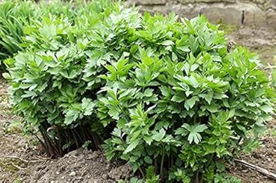 Livèche plant seeds.. Shop with purpose at DIAYTAR NIGERIA, where your money goes further and delivery is always prompt.