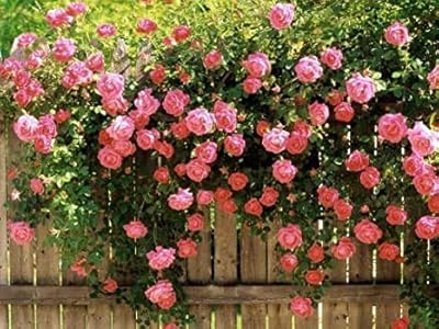 100pcs of fresh rose flowers for roses planting.. Discover endless shopping possibilities at DIAYTAR NIGERIA, with budget-friendly prices and reliable delivery.
