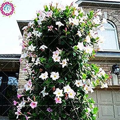 100pcs / Sac Glimeno Semi-Mandevilla Sanderi, Semi-Dipladenia Sanderi, Fiore plant for the home decoration and wall of the courtyard pot 4.. DIAYTAR NIGERIA connects you with thousands of products at competitive prices, delivered within a week.