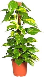 Epiprynum Aureum Mustoc Money Plant (Interior plant) (Size: 50 cm - 60 cm (Pot: 15 cm)).. DIAYTAR NIGERIA delivers on our promise of variety, affordability, and prompt nationwide shipping.