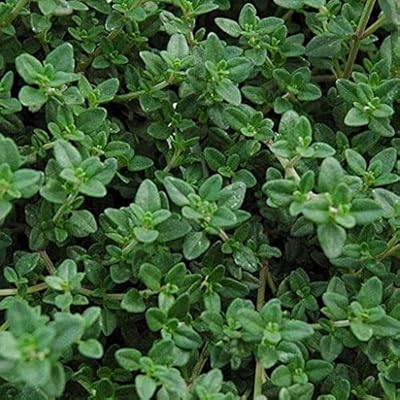 Crawling thyme seeds.. Shop like never before with DIAYTAR NIGERIA's comprehensive marketplace and budget-friendly shipping.