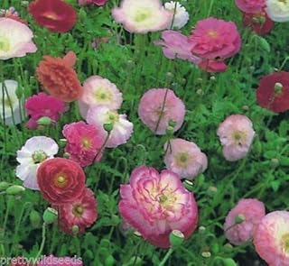 Shopping shovel seeds Double Fiore Fiore Mix Hardy Annuel de 80.0 + wholesale seeds wholesale.. Discover more ways to save — every day on DIAYTAR Nigeria.