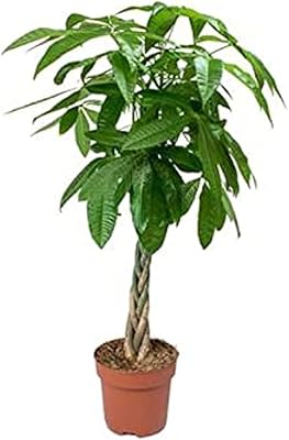 Dubai Garden Center aquatic plant from Pachira, height 160 x 170 cm, green.. Shop with purpose at DIAYTAR NIGERIA and discover a world of products at budget-friendly prices.