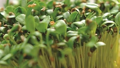 Greek thin fenugreek seeds from germination seeds.. DIAYTAR NIGERIA brings affordable products to every doorstep with our reliable 5-8 day shipping.
