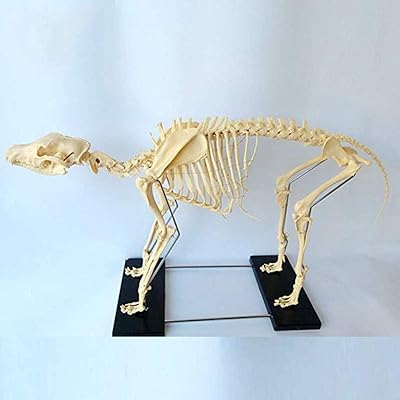 Dog skeleton specimen model teaching animal anatomy and teaching of human biology demonstration tool for veterinary education.. Don’t wait weeks — DIAYTAR Nigeria delivers your order in just a few days.