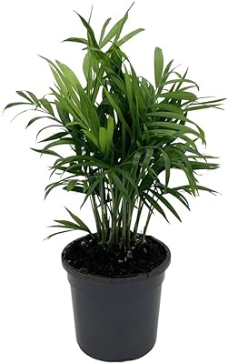 Chamaedorea Elegans living room palm (size: 30 cm 40.. Shop smarter, not harder with DIAYTAR NIGERIA - thousands of products at your fingertips with affordable delivery.