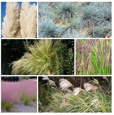 Seeds Collection of ornamental grasses. 6 individual rustic living individual ornamental packages with guides.. Experience the convenience of online shopping with DIAYTAR NIGERIA's reliable 5-8 day delivery service.