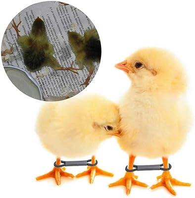 Package of 50 baby chicken thigh supports to fix legs.. From Lagos to Kano, DIAYTAR Nigeria delivers across Nigeria in days.