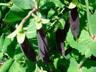 Mandean pea purple pea vegetables snow pea shiraz 220 seeds.. Shop from our extensive catalog at DIAYTAR NIGERIA and enjoy doorstep delivery in just 5-8 days.