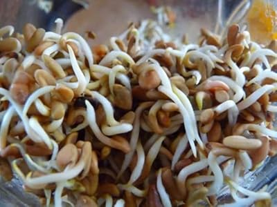 Grass - Spared seeds of organic Greek Fenugreek - 600 High quality seeds - First class.. Explore limitless products on DIAYTAR Nigeria — at the lowest prices.