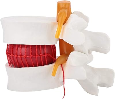 Lumbar model, lumbar column model, medical education tool 1: 1.5, for clinical education in rest conditions, physical surgery.. DIAYTAR NIGERIA makes quality accessible with our diverse product range and dependable delivery service.