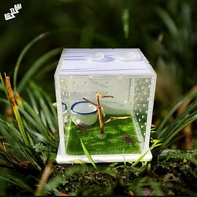 Enclosure of sautowy spiders, habitat of sautowy spiders with droppings, Breeding box of acrylic reptiles for Tarentule, Scorpion, Isopods, Invertebrates, Insects, Mante, Serpent, Gecko.. Your home for smart shopping — DIAYTAR Nigeria delivers fast and cheap.