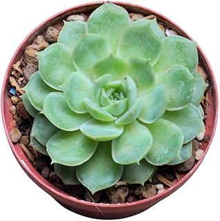 Echeveria elegans (taille : 0,5 cm - 10 cm (pot : 5,5 cm)).. Affordable convenience is here — shop DIAYTAR Nigeria today.