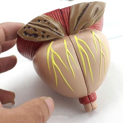 Anatomical model of the male prostate detachable in 4 parts model.. Experience shopping freedom with DIAYTAR NIGERIA's comprehensive platform and reliable shipping service.