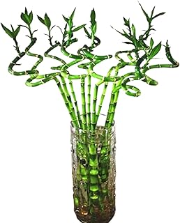 Dance sticks in bamboo lucky holders for interior plants (6 sticks) for living room, corner of the table, home office decoration.. DIAYTAR Nigeria: trusted by thousands for fast, reliable delivery.