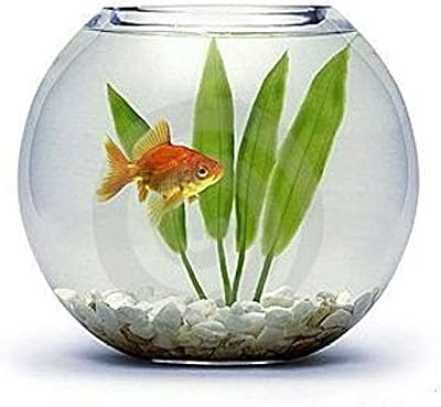 Glass fish bowl with natural white stones (300g).. Shop from anywhere in Nigeria and receive your DIAYTAR purchases at affordable prices within a week.