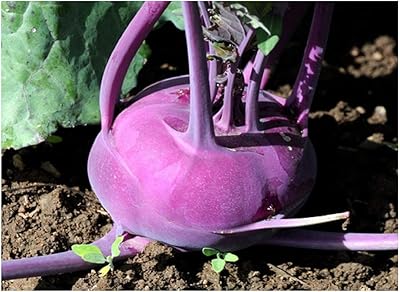 Chou -Rave - Violet Vienne - 800.. Your complete shopping solution, DIAYTAR NIGERIA delivers variety and value within the week.