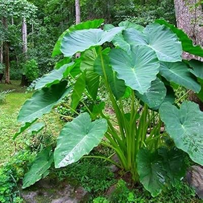 3 Elephant Ear summer foliage lamps a daring impact on the landscape.. DIAYTAR NIGERIA: Where every shopping need is met with affordable prices and timely delivery.