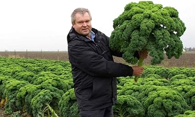 Cabbage seeds type of shrub green vegetables for the cultivation of giant seeds without GMO 200.. DIAYTAR NIGERIA: Your trusted e-commerce partner with extensive product choices and affordable delivery.