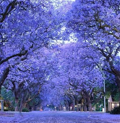 Mimosifolia jacaranda seeds 40 seeds - selected seeds - blue bonsai - npws.. Find more for less — only on DIAYTAR Nigeria.