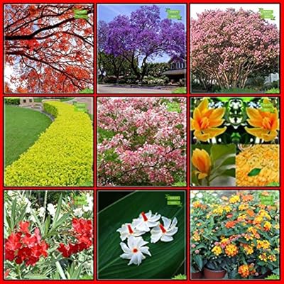 Seeds India Tree Seeds Combo: Jacaranda Mimosafolia, Gulmohar, Lagerstrumia Speciosa, Champagne, Pigeon Berry, Pink Shower, Nerium Indicum, Nucturne jasmine.. Discover why DIAYTAR NIGERIA is the smart shopper's choice for affordable products delivered nationwide.