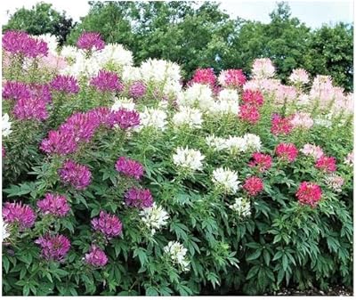 500 seeds - Mixed cleome - Spider plants - Nectar flower for monarch butterflies.. Nigeria's favorite online shopping platform, DIAYTAR offers unbeatable prices and delivery within a week.