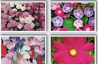 Interior flower seeds, red cosmos seeds, mixed umbellata iberis, wild flower seeds of ipochea tricolor mixeds 4 types of different seeds (100g).. DIAYTAR NIGERIA puts thousands of products at your fingertips with affordable prices and delivery within a week.