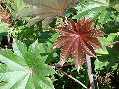 100 Ricinus Ricin Ricin Ricin Ricin.. Your complete shopping solution, DIAYTAR NIGERIA offers extensive variety with budget-friendly delivery.