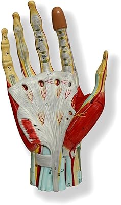 Advanced anatomical model of muscle articulation of the hand - Medical anatomy of the human skeleton.. Nigeria's favorite online shopping platform, DIAYTAR offers unbeatable prices and delivery within a week.