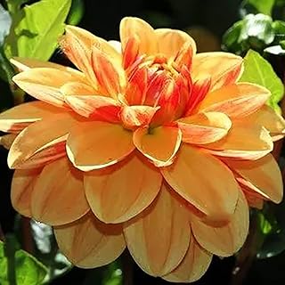 2pcs dahlia bulbes exotic flowers for outdoor terrace plant colored add the color.. Great products, lower prices, fast delivery — DIAYTAR Nigeria has it all.