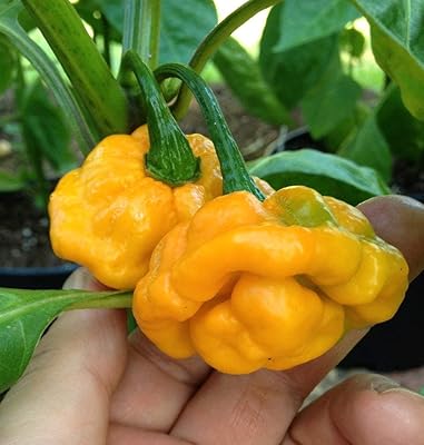 40 seeds of extra loud chili chili vegetables of yellow balloon cap, Jamaican chili, vegetable seeds of extra loud chili.. Shop from Nigeria's largest product selection at DIAYTAR, with budget-friendly prices and swift delivery.